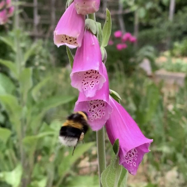 Blommor balkong Enköping